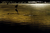 California Salton Sea I
