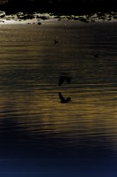 California Salton Sea II